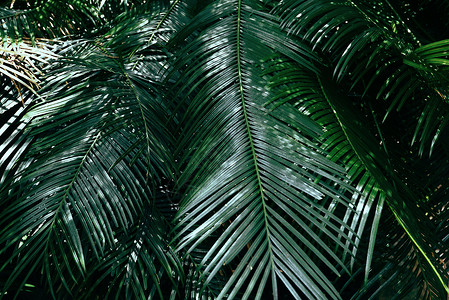 热带森林植物丛普拉姆树上美丽的叶图片