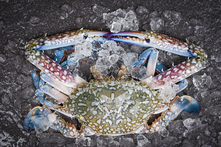 冰上的海食蟹新鲜生的蓝游泳蟹图片