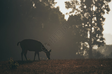 大自然在早晨的热带森林中野鹿在草地上放牧大自然的美景和野生物的独立活图片