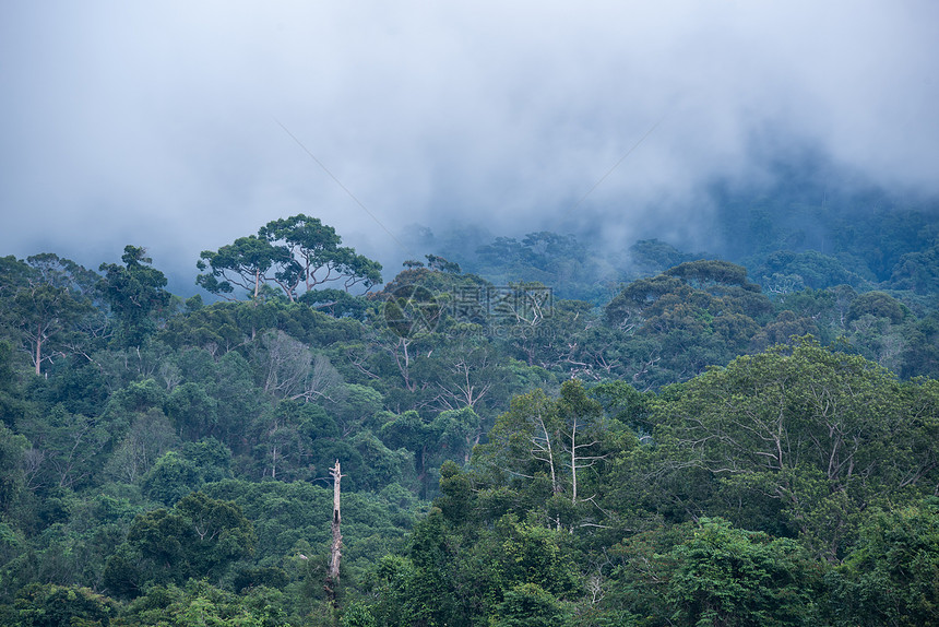 热带森林自然景观图片
