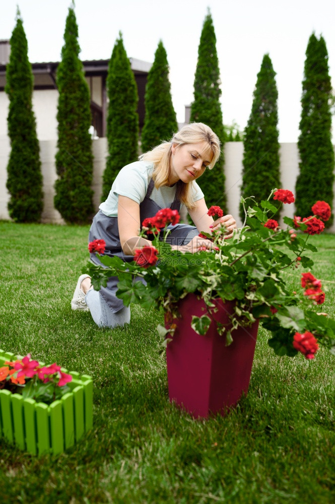 女园丁照顾户外植物园艺爱好花卉生活方式和休闲图片