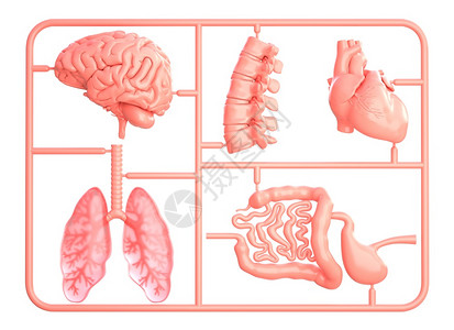 装有备用内部器官的成套示范工具箱单独放在白色3D插图上图片