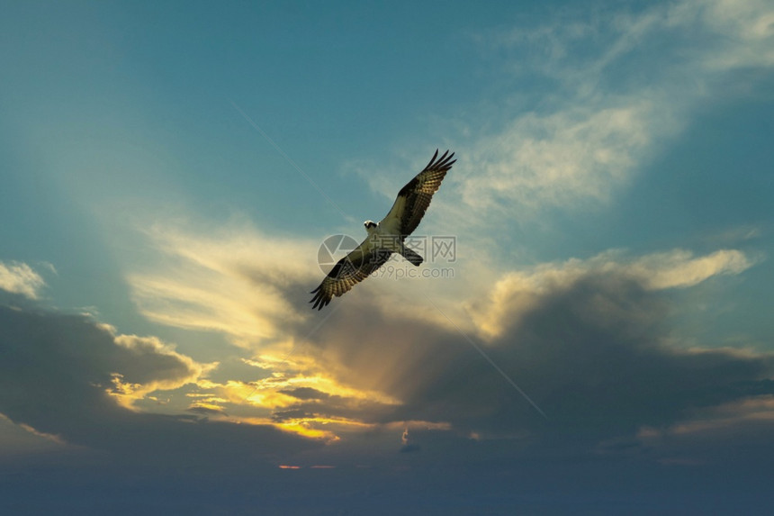 食鸟在日落的夜空中飞翔寻找猎物图片