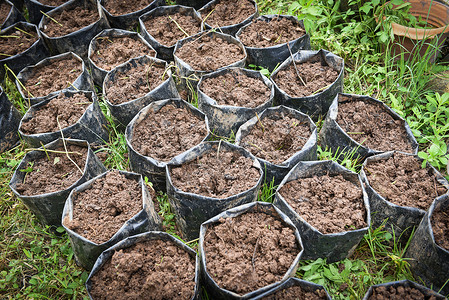 种植土壤含有的黑塑料袋用于种植农业物和树木图片