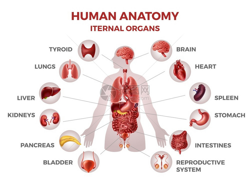 人体内脏器官示范图例图片