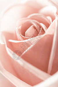粉红玫瑰有水滴和图片