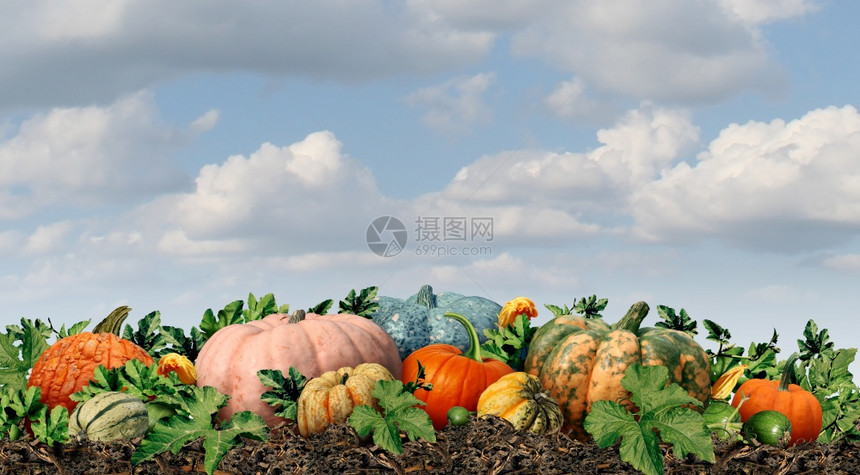 作为户外农民市场收获的南瓜农和秋季壁球天有新鲜水果作为季节展示还有天空背景的感恩符号图片