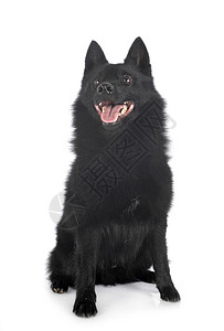 白色背景前纯的Schipperke图片