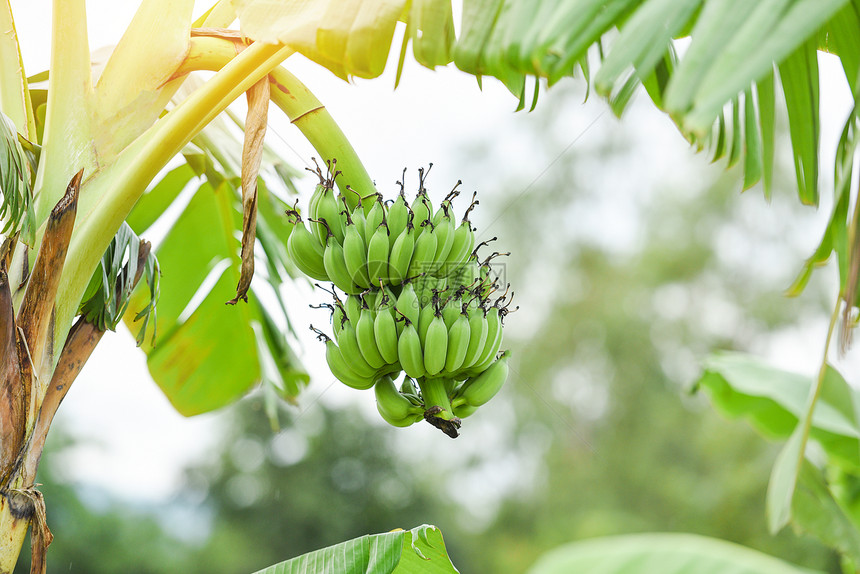 泰国香蕉树农业种植园花中的绿色香蕉图片