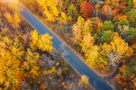 秋天森林的空中美景图片