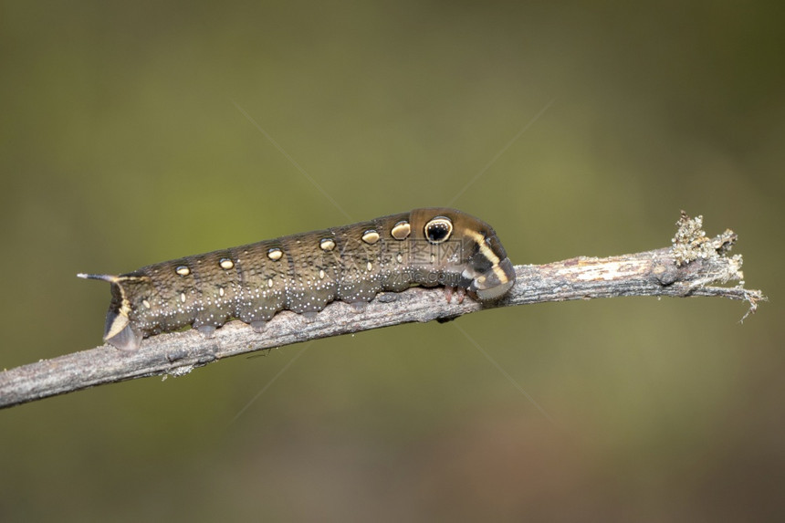 棕色毛虫在树枝上的图像自然背景昆虫棕色蠕动物图片