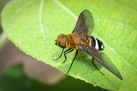 绿叶上浮蝇的图像昆虫动物高清图片