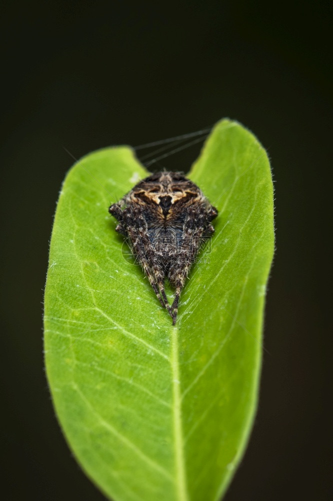 Laglaise在自然背景上的绿叶花园蜘蛛昆虫动物图片