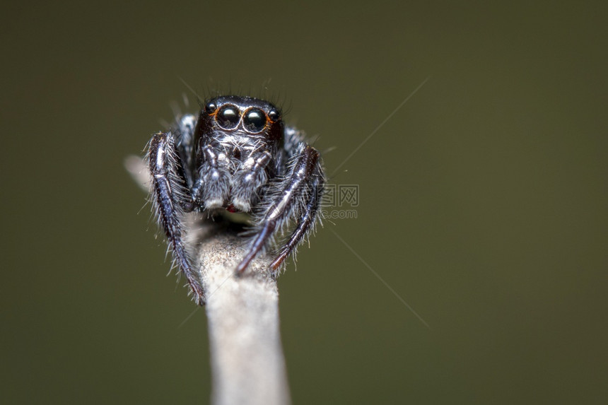 树枝上跳蜘蛛Salticidae的图像自然背景的树枝上昆虫动物图片