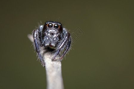 树枝上跳蜘蛛Salticidae的图像自然背景的树枝上昆虫动物图片