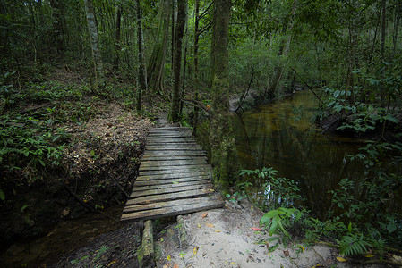 绿林地自然和人行道路线林树背景带旧木桥的黑暗森林背景图片