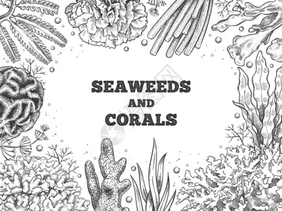 手绘海洋植物插画背景高清图片