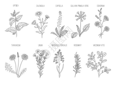 亚麻线药用花粉收集健康的花叶手工画图插画