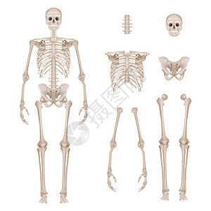 解剖学上人体骨骼脊椎插画