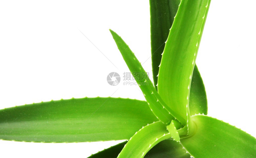 Aloevera是白底皮植物的一种稀释为农业和药用途而种植图片