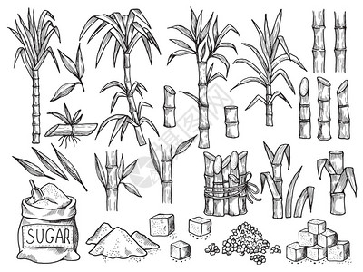 甘蔗矢量糖厂甘蔗种植场的农业生产甘蔗种植场的手工收集甘蔗成熟种植场的手工收集插画