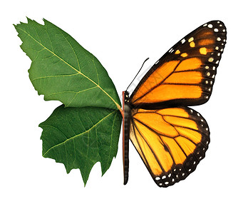 蝴蝶样式素材生境符号和态概念作为叶和蝴蝶以3D插图样式在白色背景中孤立背景