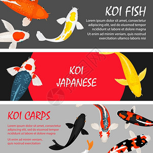 一组模板的科伊鱼矢量横幅日本传统横幅图示成套模板的科伊鱼矢量横幅图片