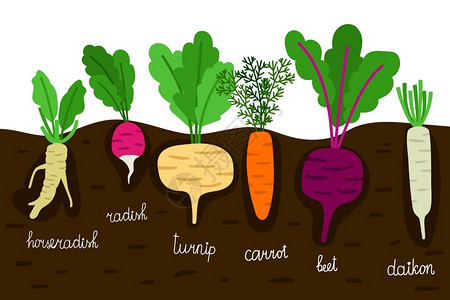 甜萝卜种植蔬菜园物蔬菜树插画