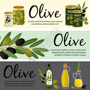 橄榄果油橄榄横幅模板有机产品和植物病媒说明生产油果植物成熟橄榄有机插画
