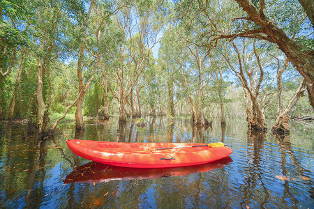 阿勇河Kayak独木舟在Rayong植物园旧纸条林热带森湖泊或河流以及公园和泰的反射背景