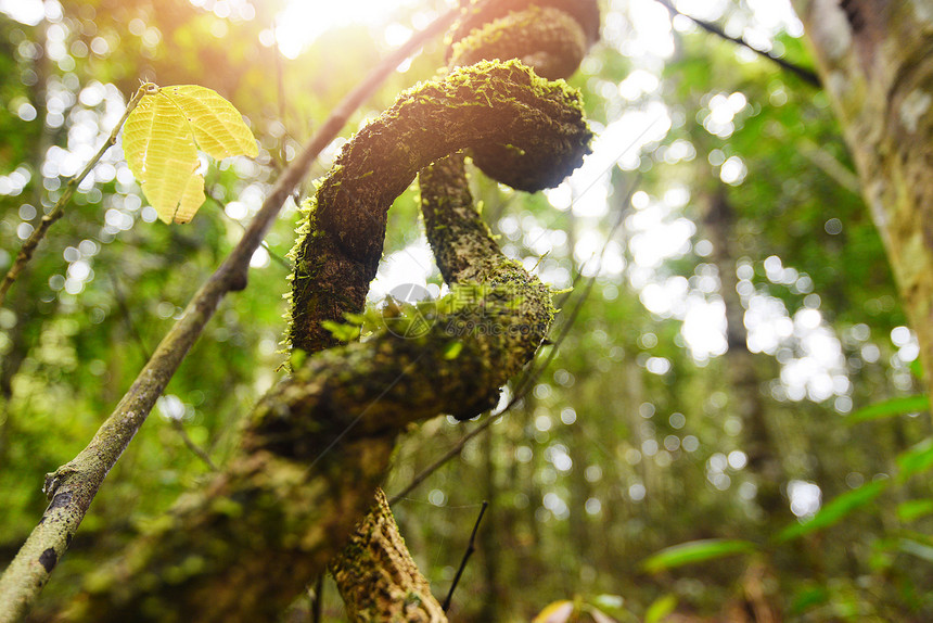 林木美丽的自然林中有藤树植物阳光夏日图片