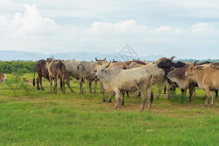 在泰国Kanchanaburi区牛吃绿稻和草场学习旅行度假概念图片