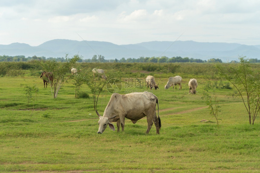 在泰国Kanchanaburi区牛吃绿稻和草场学习旅行度假概念图片