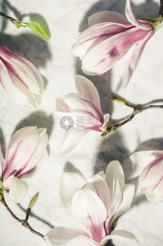 白色大理石桌上美丽的粉红色木兰花顶层风景平坦的躺下图片