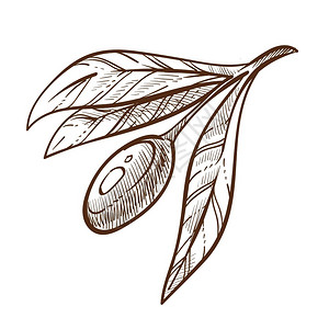 单色线稿橄榄枝矢量元素背景图片