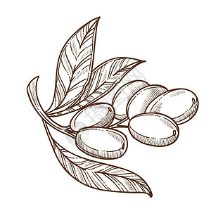 橄榄树叶单色线稿橄榄枝矢量元素插画