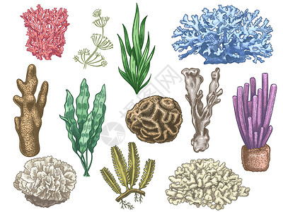 手绘珊瑚礁海藻海洋植物背景图片