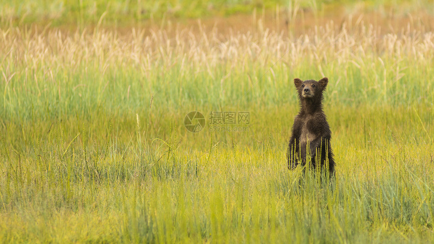 他母亲一直好奇不知所踪以年轻的野熊幼必须站立试图找到她图片