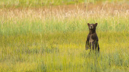春天小囧熊他母亲一直好奇不知所踪以年轻的野熊幼必须站立试图找到她背景