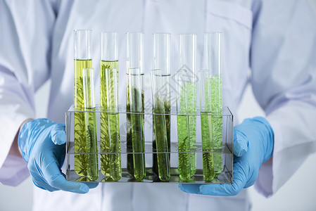 科学家在化实验室测试天然产品提取石油和生物燃料溶液图片