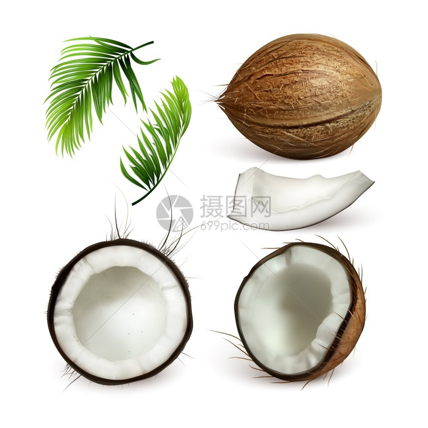 椰子热带树果和分枝设置矢量收集不同部分的椰子切片和绿色叶子的外表棕榈可植物模板3d说明图片