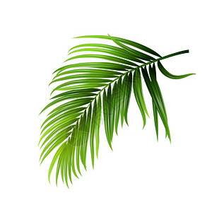 绿色椰子树叶热带棕榈绿叶插画