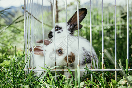 小兔子坐在户外绿草春天图片