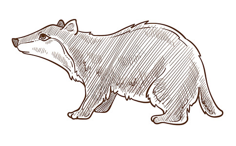 欧洲棕熊卡通可爱的獾插画