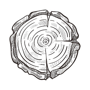 橡树林林木立或块和制天然材料与草图矢量隔离树龄圈砍橡或木林部分材鲍尔克圆形建筑和家具制造木树干龄圈林木立桩插画