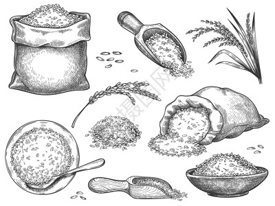 燕麦面粉小麦黑大巴斯马提或茉莉米的谷物小麦巴斯马提或茉莉米的重新雕刻小麦大巴斯马提或茉米大小麦黑大巴斯马蒂或茉米大小麦和和插画