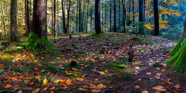 秋天喀尔巴阡森林的全景背森林有金红树叶和阳光明媚的射线图片