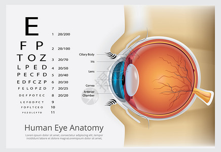 人类眼部解剖矢量说明背景图片