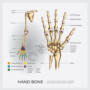 手腕关节人臂和手制骨矢量插图插画
