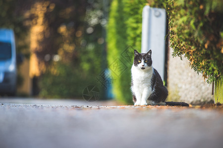 黑白猫坐在街上布蓝背景文字空间背景图片